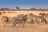 Tawana Camp