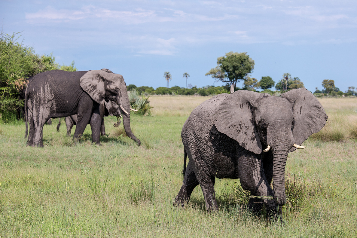 Tubu Tree - Game Drive