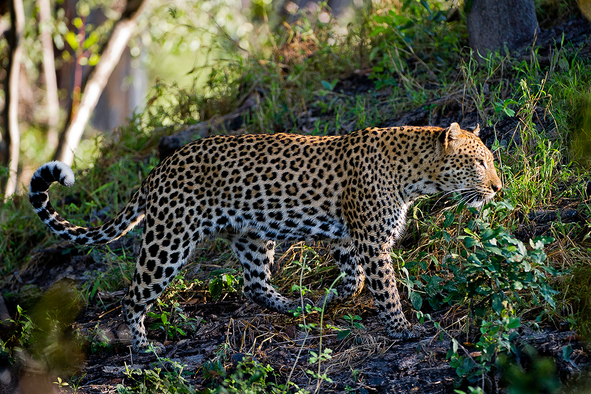 Tubu Tree - Game Drive