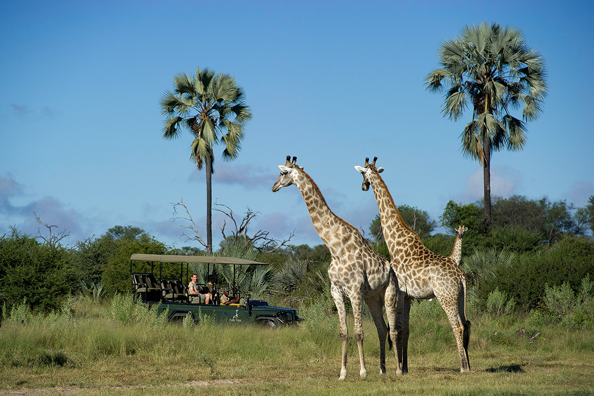 Tubu Tree - Game Drive