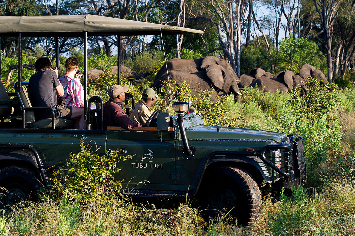 Tubu Tree - Game Drive