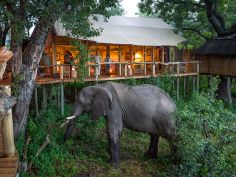 Tubu Tree Camp Tubu Tree Camp