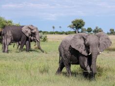 Tubu Tree - Game Drive