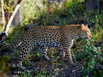 Tubu Tree - Game Drive Tubu Tree - Game Drive
