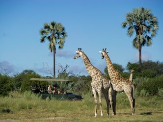 Tubu Tree - Game Drive Tubu Tree - Game Drive
