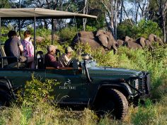 Tubu Tree - Game Drive