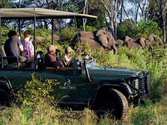 Tubu Tree - Game Drive Tubu Tree - Game Drive