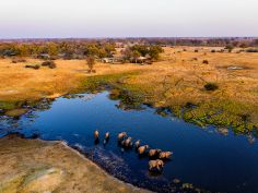 Tuludi Camp - Luftaufnahme von Elefanten vor dem Camp 