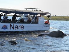 Cresta Mowana - Bootsausflug auf dem Chobe River