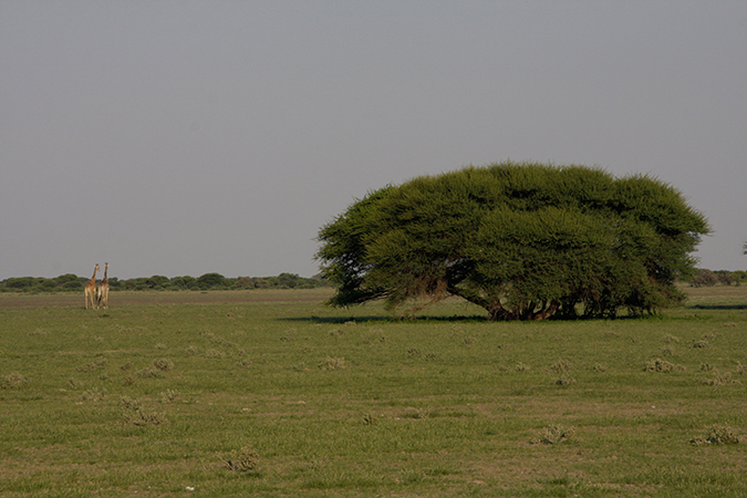 Central Kalahari Game Reserve
