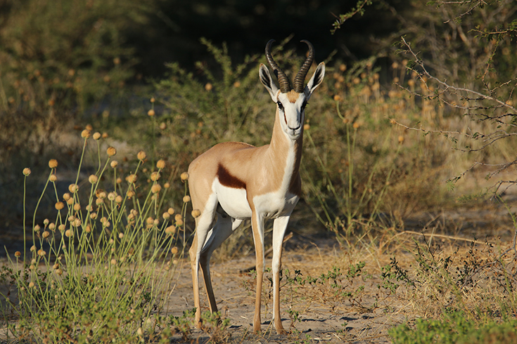 Central Kalahari Game Reserve