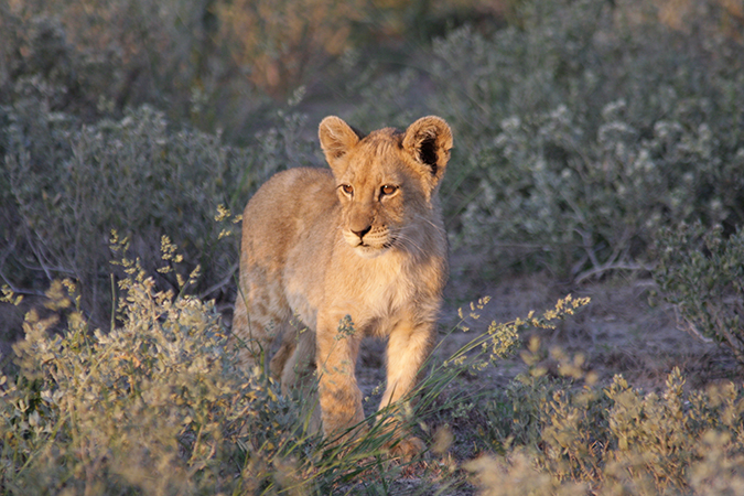 Central Kalahari Game Reserve