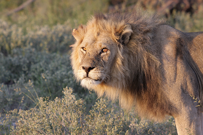 Central Kalahari Game Reserve