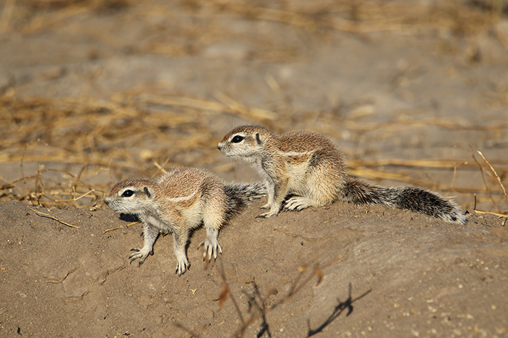 Central Kalahari Game Reserve