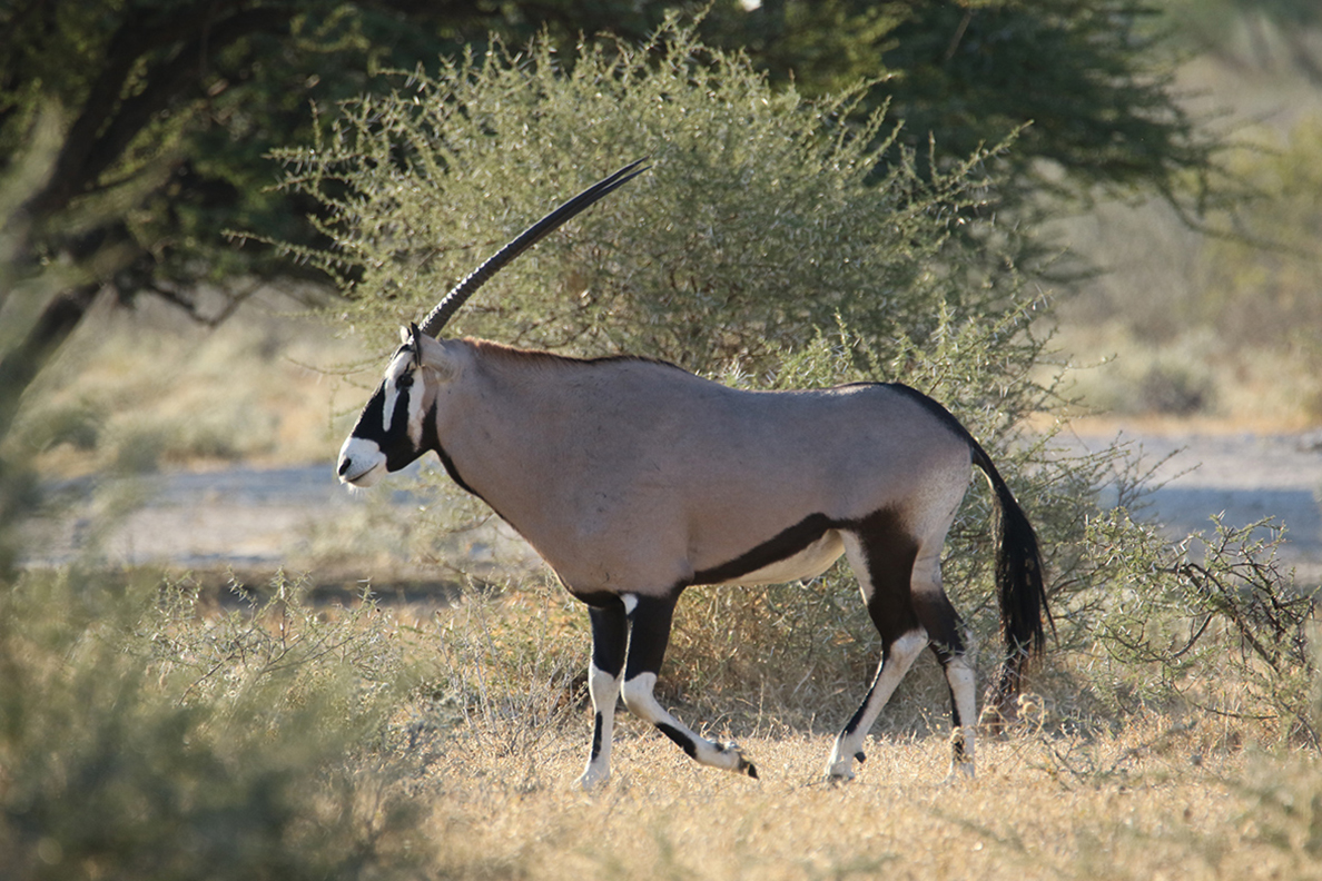 Central Kalahari Game Reserve
