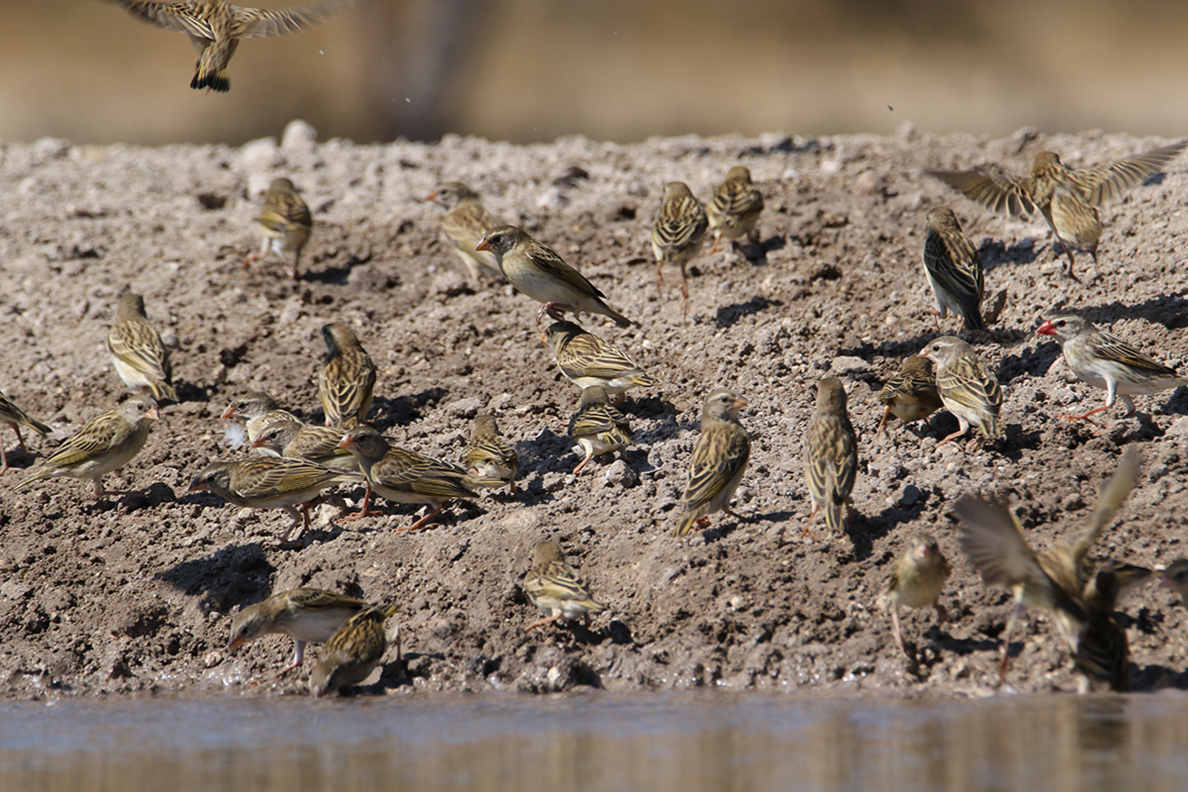 Central Kalahari Game Reserve