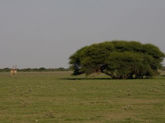 Central Kalahari Game Reserve Central Kalahari Game Reserve
