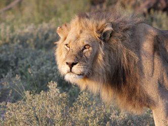 Central Kalahari Game Reserve Central Kalahari Game Reserve