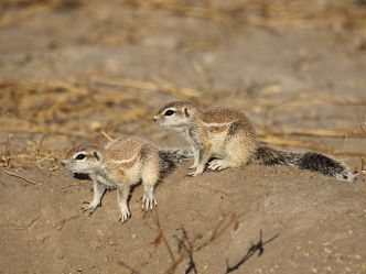 Central Kalahari Game Reserve Central Kalahari Game Reserve