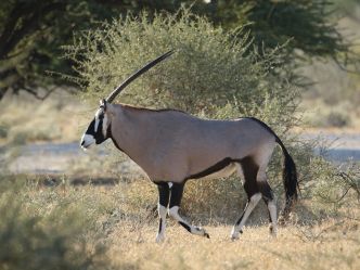 Central Kalahari Game Reserve Central Kalahari Game Reserve