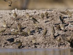 Central Kalahari Game Reserve