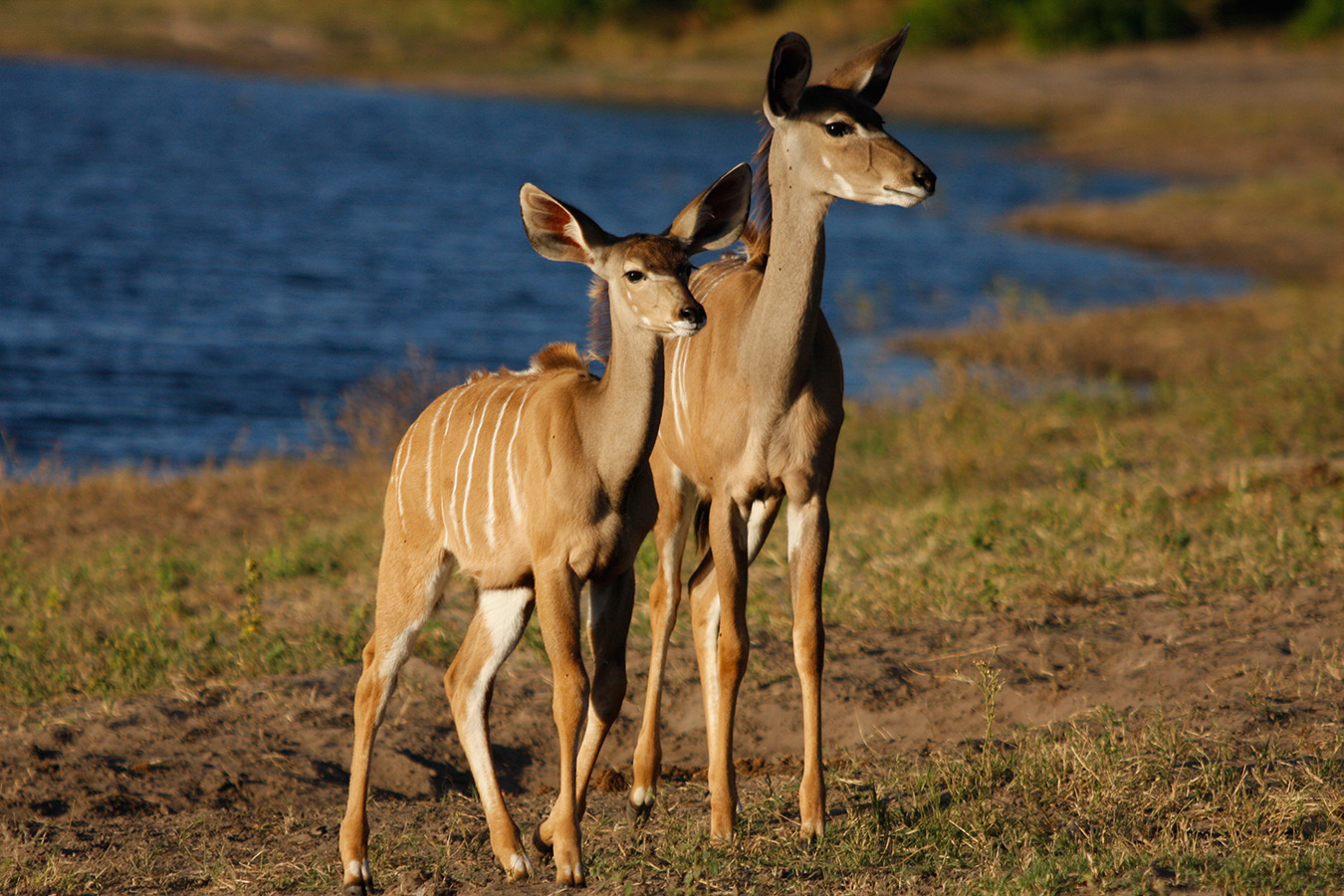 Chobe National Park - Kudufamilie