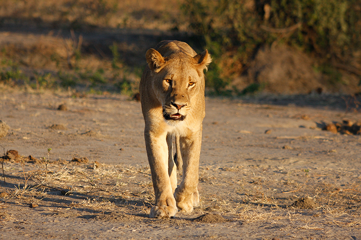 Chobe National Park