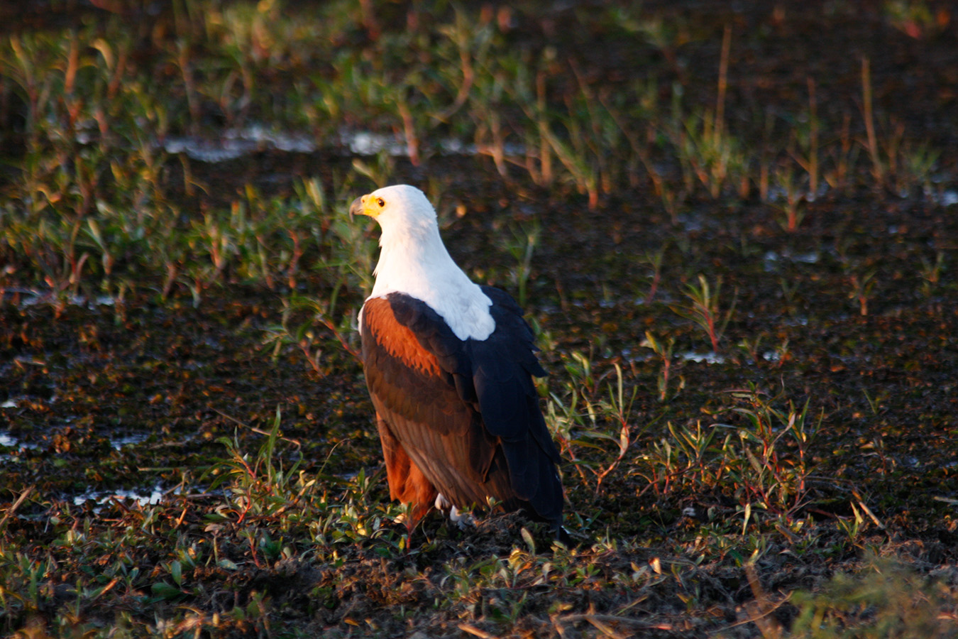 Chobe National Park - African Fish Eagle