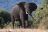 Chobe National Park - Bekannt für grosse Elefantenherden Chobe National Park - Bekannt für grosse Elefantenherden