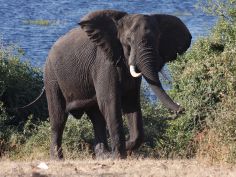 Chobe National Park - Bekannt für grosse Elefantenherden Chobe National Park - Bekannt für grosse Elefantenherden