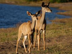 Chobe National Park - Kudufamilie Chobe National Park - Kudufamilie