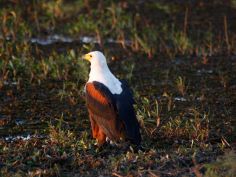 Chobe National Park - African Fish Eagle Chobe National Park - African Fish Eagle