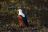 Chobe National Park - African Fish Eagle Chobe National Park - African Fish Eagle