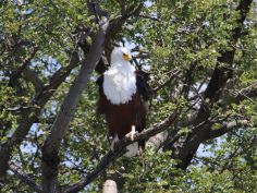 Mababe River Private Reserve - African Fish Eagle