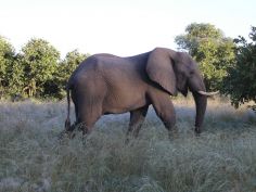 Mababe River Private Reserve - Elefant am frühen Morgen