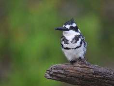 Mababe River Private Reserve - Pied Kingfisher (Graufischer)