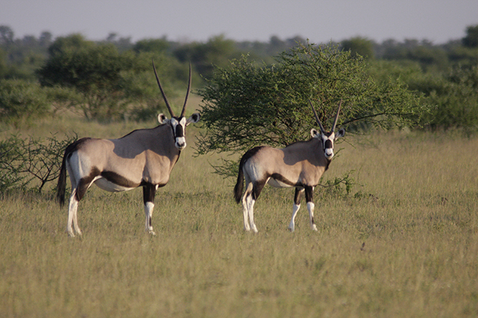 Nxai Pans National Park, Oryx