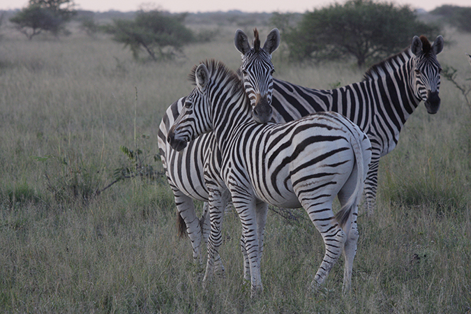 Makgadikgadi Pans National Park - Zebra