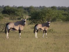 Nxai Pans National Park, Oryx