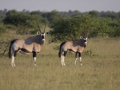 Nxai Pans National Park, Oryx Nxai Pans National Park, Oryx