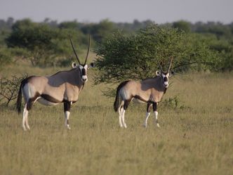 Nxai Pans National Park, Oryx Nxai Pans National Park, Oryx