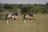 Nxai Pans National Park, Oryx Nxai Pans National Park, Oryx