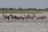 Makgadikgadi Pans National Park - Oryx Makgadikgadi Pans National Park - Oryx