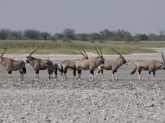 Makgadikgadi Pans National Park - Oryx