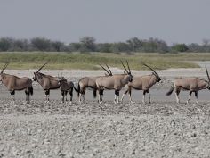 Makgadikgadi Pans National Park - Oryx Makgadikgadi Pans National Park - Oryx
