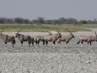 Makgadikgadi Pans National Park - Oryx Makgadikgadi Pans National Park - Oryx