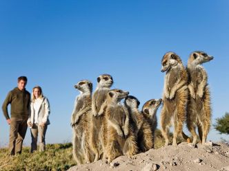 Makgadikgadi Pans National Park - Erdmännchen Makgadikgadi Pans National Park - Erdmännchen