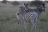 Makgadikgadi Pans National Park - Zebra