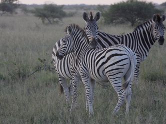 Makgadikgadi Pans National Park - Zebra Makgadikgadi Pans National Park - Zebra