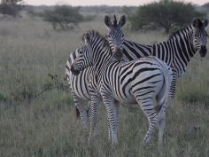 Makgadikgadi Pans National Park - Zebra Makgadikgadi Pans National Park - Zebra